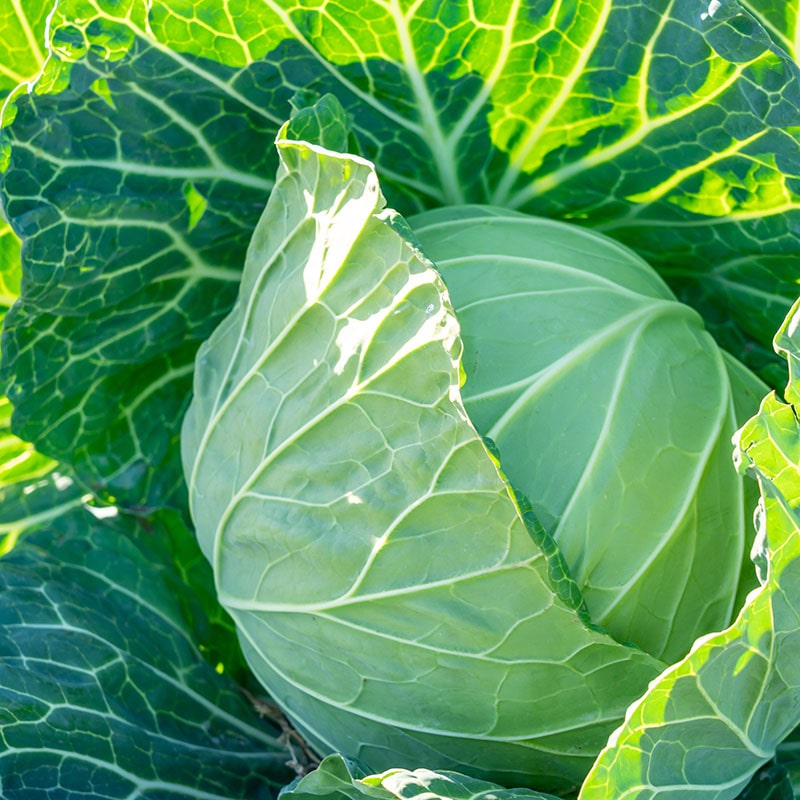 ウニに野菜くずや果物の皮を与えて育てる研究が行われています