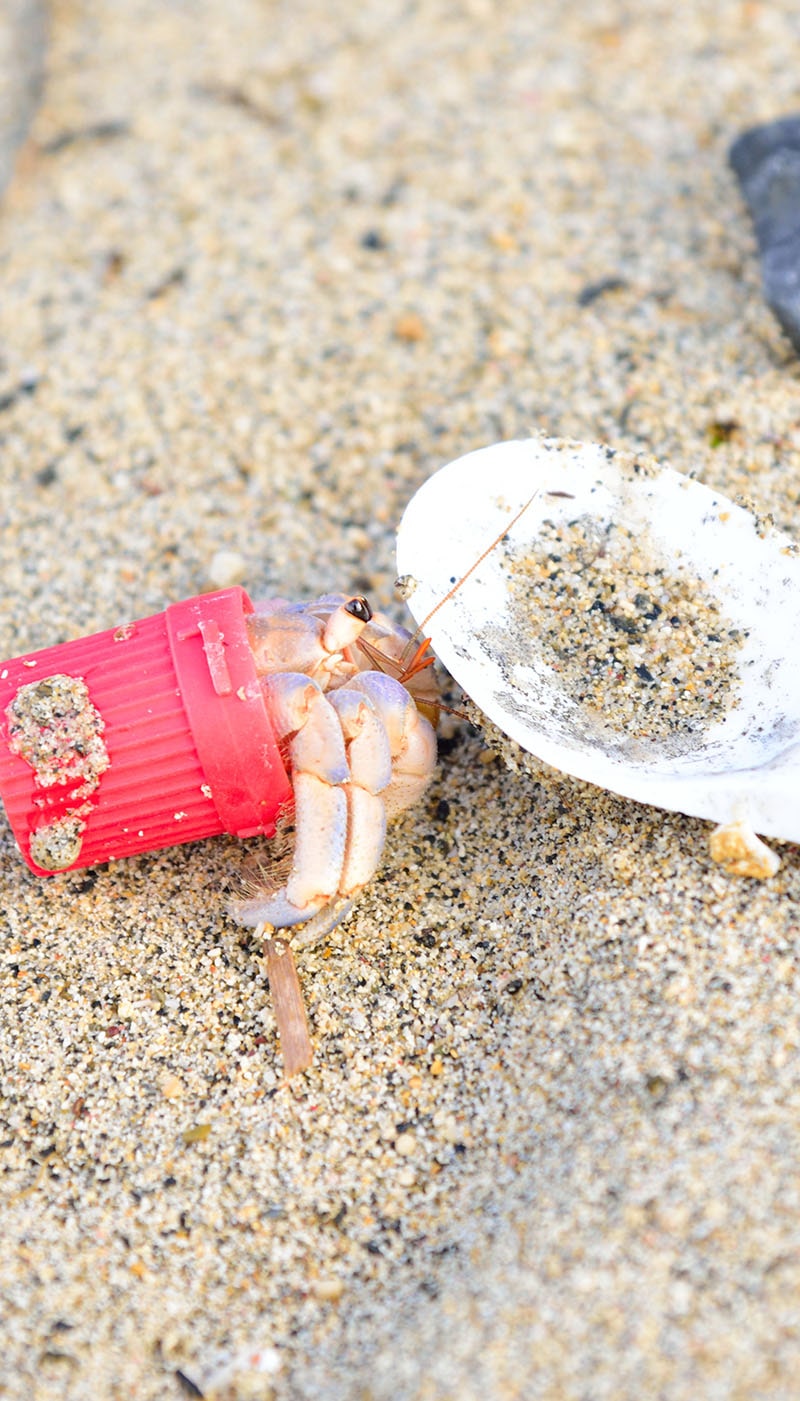 プランクトンはプラスチックを分解することができません